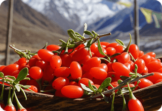 Neura Supplement Ingredients
